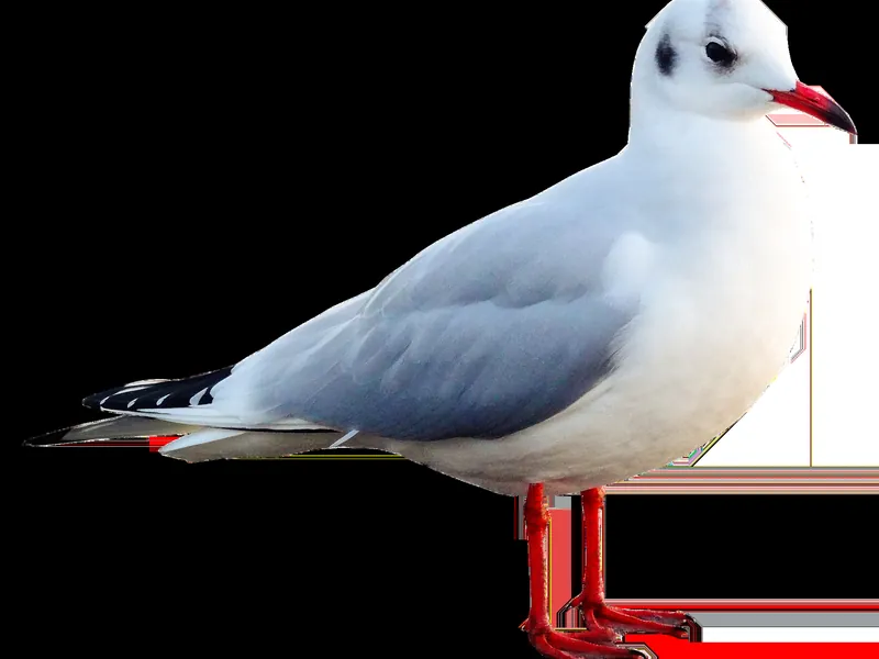 Bird Control & Proofing in Solihull
