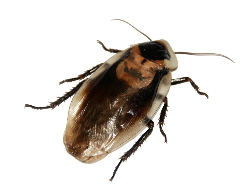 Cockroach Control in Solihull