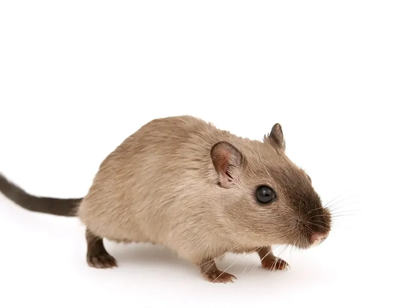 Pest control technician inspecting a property for signs of rodents