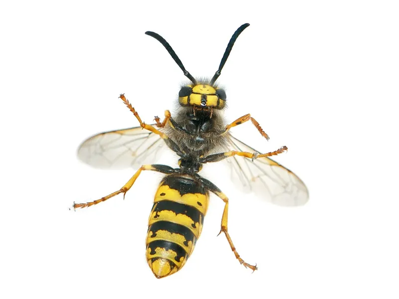 Wasp & Bee Nest Removal in Solihull